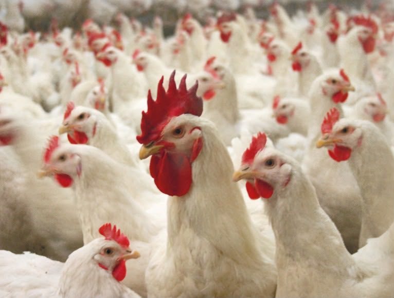 Broiler breeder flock
