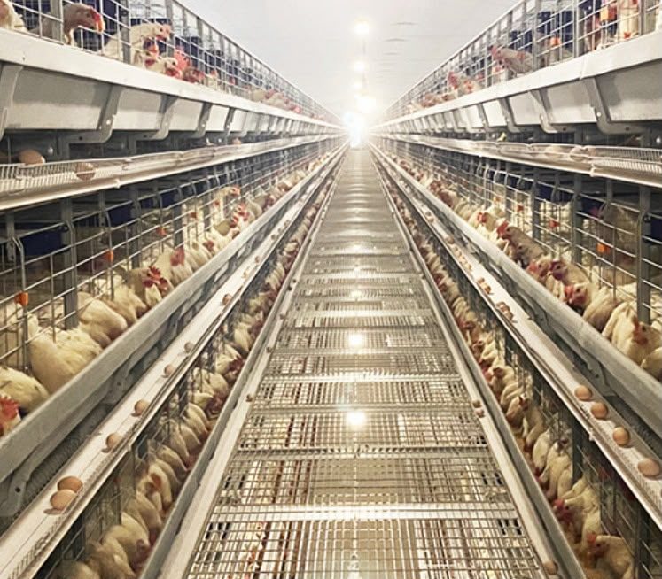 Layer cage house with egg collection belts